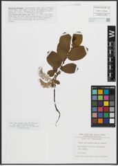Foto von Salix appendiculata Vill. x Salix caprea L.